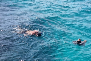 Nassau: Snorkling på Rose Island, skilpadder og hurtigbåttur på stranden