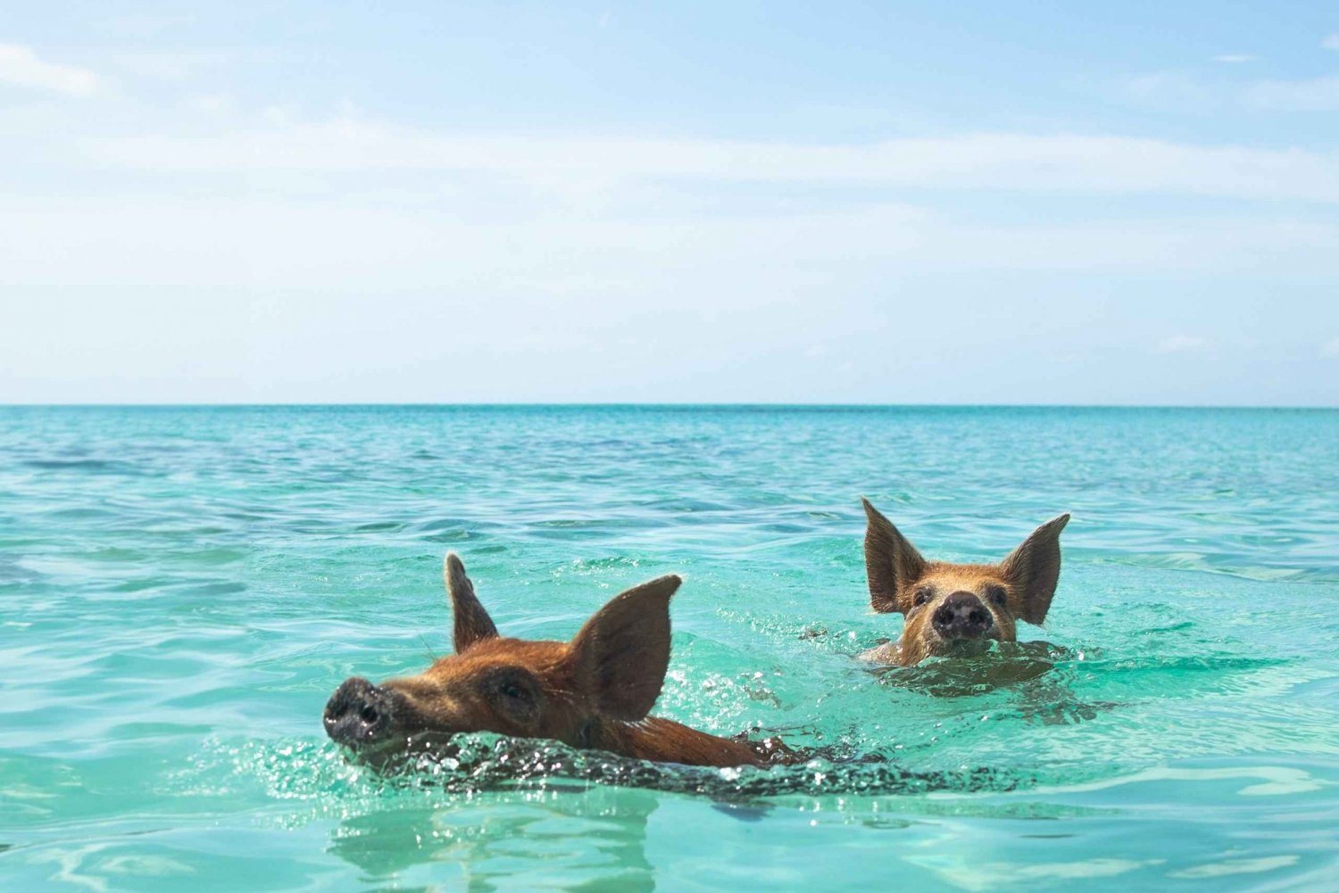 Nassau: Rose Island Swimming Pigs Morning Tour
