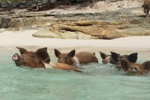 Nassau: Rose Island Swimming Pigs Morning Tour