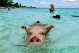 Nassau: Rose Island Swimming Pigs Morning Tour