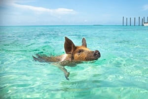 Nassau: Rose Island Swimming Pigs Morning Tour