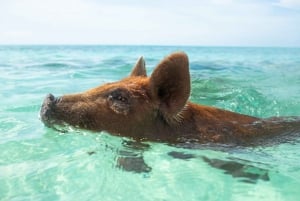 Nassau: Rose Island Swimming Pigs Morning Tour