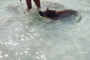 Nassau: Snorkeltur med svømmende grise og skildpadder på Rose Island