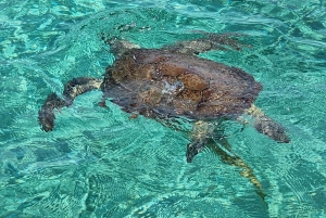 Nassau: Rose Island Swimming Pigs & Turtles Snorkeling Tour