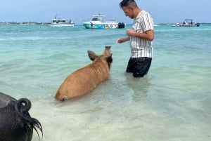 Нассау: тур по плаванию со свиньями и черепахами на острове Роуз