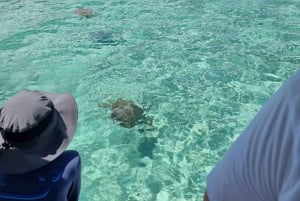 Nassau: Rose Island Swimming Pigs & Turtles Snorkeling Tour (snorklauskierros)