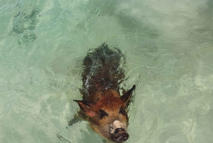 Nassau: Rose Island Swimming Pigs & Turtles Snorleking Tour