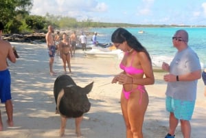 Nassau: Hurtigbåttur på egen hånd og svømmetur med griser