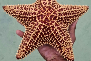 Nassau : Aventure Snorkeling et Kayak, transfert inclus