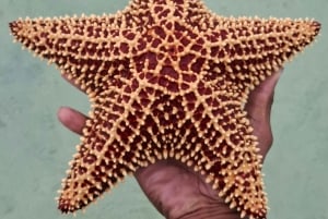 ナッソー：シュノーケリングとカヤックのアドベンチャー（移動サービス込み）をお楽しみください