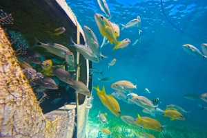 Nassau: SNUBA Diving Island Cruise with Bahamian Lunch