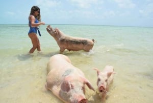 Nassau: Schwimmen mit Schweinen und Bootsfahrt mit Aussicht