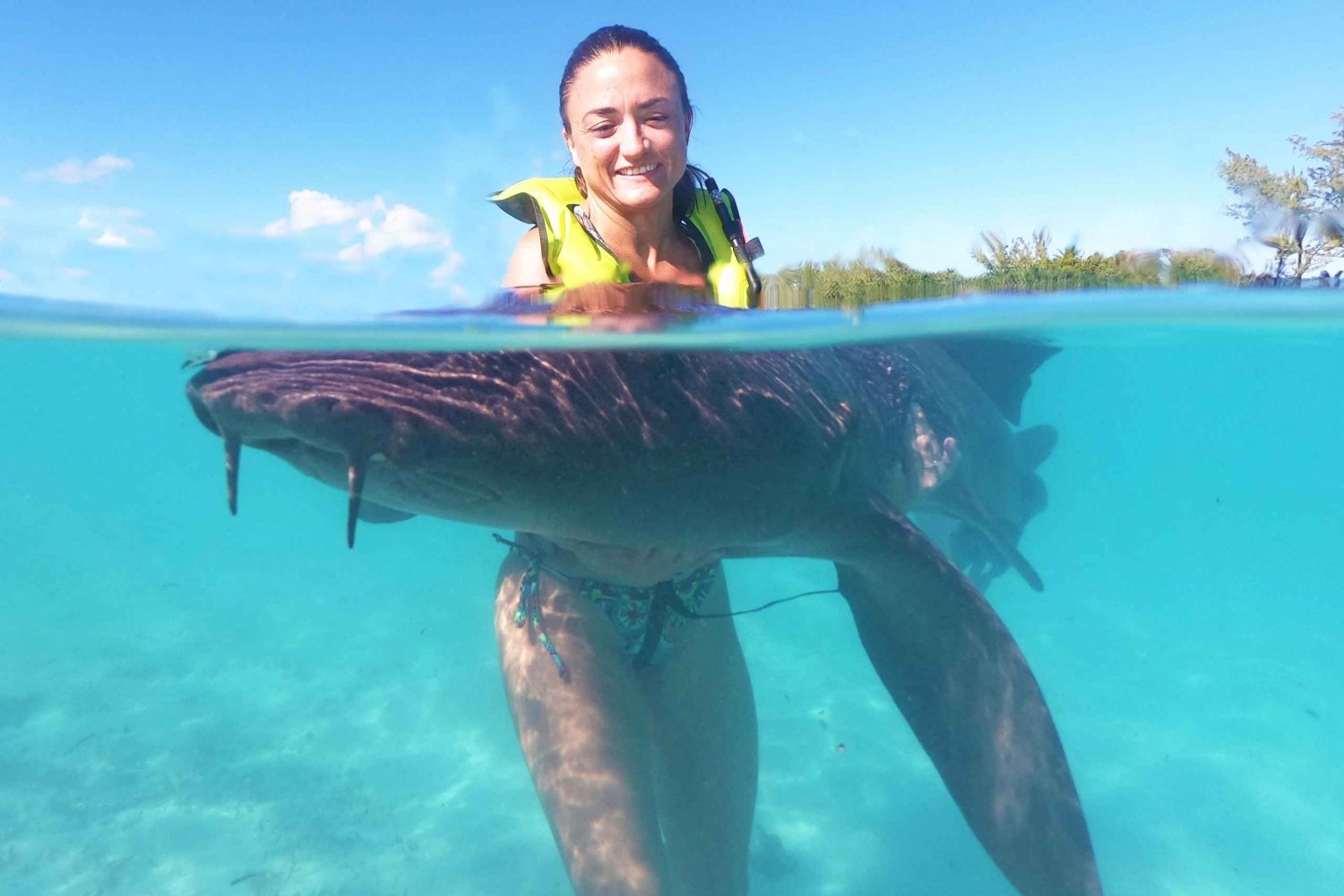 Nassau: Nadar com tubarões, excursão com porcos nadadores