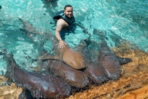Nassau: Simma med hajar, simma med grisar Tour