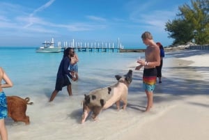 Nassau: Pływaj z rekinami i pływaj ze świniami
