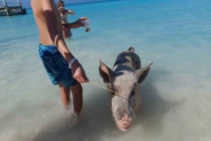 Nassau: Nadar com tubarões, excursão com porcos nadadores