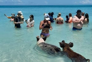 Nassau : Nager avec les requins, nager avec les cochons
