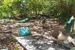 Nassau: Schwimmende Schweine Private Bootstour - bis zu 7 Personen
