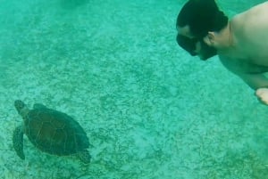 Nassau: Schwimmende Schweine Private Bootstour - bis zu 7 Personen