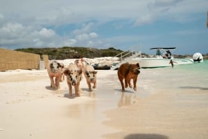 Nassau: Swimming Pigs, Snorkeling and Beach Boat Tour