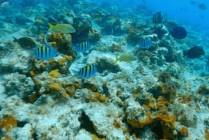 Nassau: Swimming Pigs, Snorkeling and Beach Boat Tour