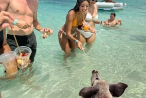 Nassau : cochons nageurs, plongée avec tuba, déjeuner et tour en bateau sur la plage