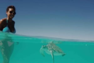 Nassau: Simmande grisar, snorkling med sköldpaddor Lunch Beach Club