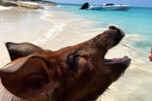 Nassau : Cochons à la nage, plongée en apnée avec tortues Déjeuner Beach Club