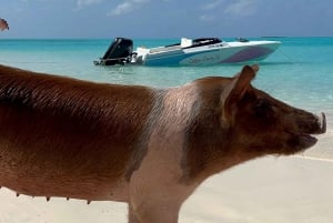 Нассау: плавание свиней, подводное плавание с черепахами, обед в пляжном клубе