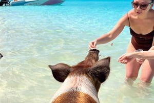 Nassau: Zwemmende varkens, snorkelen met schildpadden Lunch Beach Club