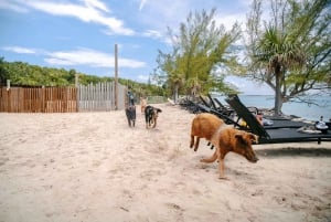 Nassau: Rose Island Swimming Pigs and Beach Day Group Tour: Rose Island Swimming Pigs and Beach Day Group Tour