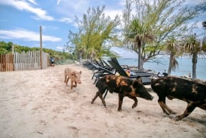 Nassau: Rose Island Swimming Pigs and Beach Day Group Tour: Rose Island Swimming Pigs and Beach Day Group Tour