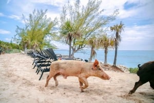 Nassau: Rose Island Swimming Pigs and Beach Day Group Tour: Rose Island Swimming Pigs and Beach Day Group Tour