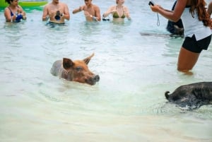 Nassau: Rose Island Swimming Pigs and Beach Day Group Tour: Rose Island Swimming Pigs and Beach Day Group Tour