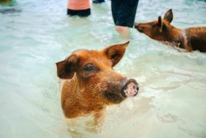 Nassau: Rose Island Swimming Pigs and Beach Day Group Tour: Rose Island Swimming Pigs and Beach Day Group Tour