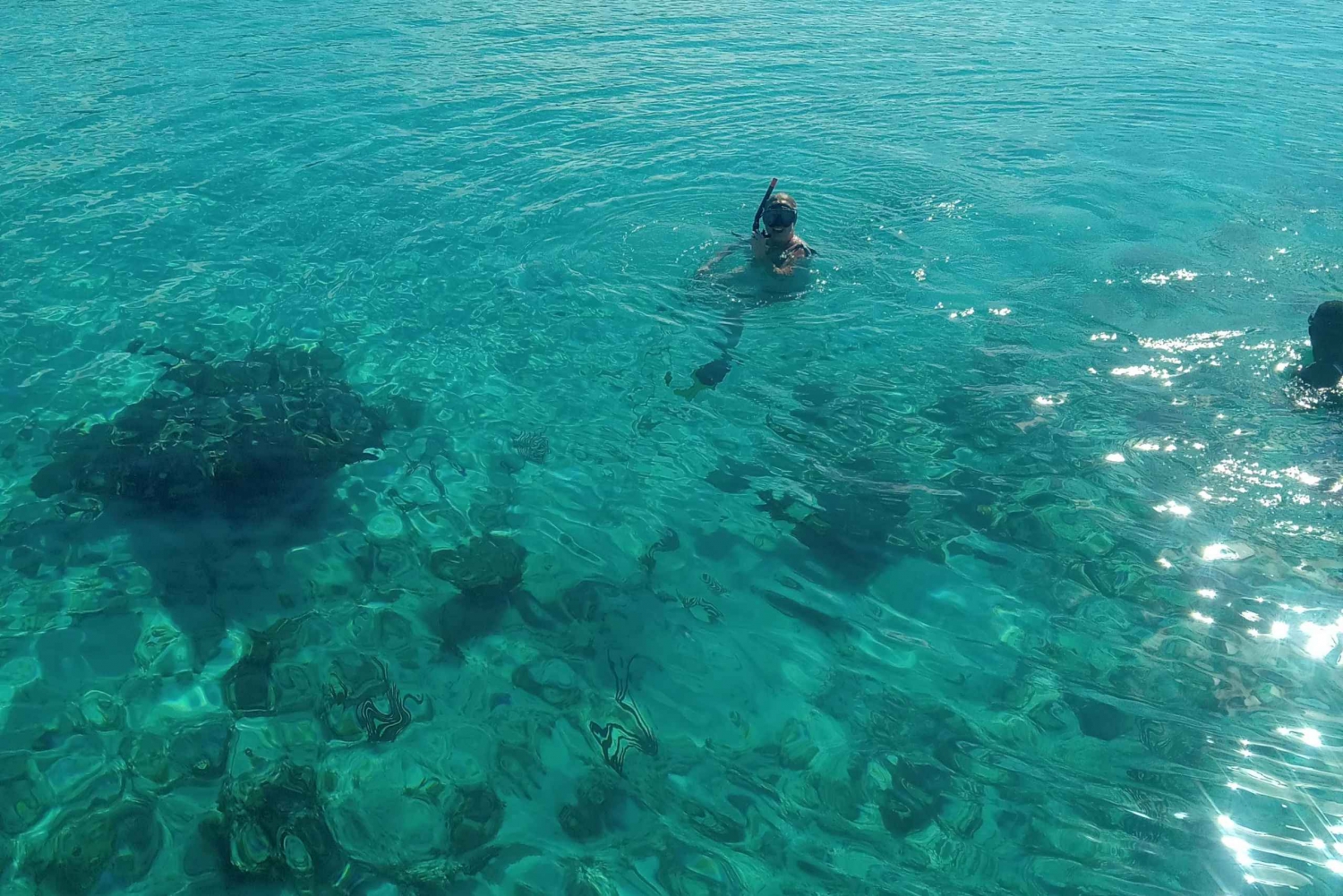 Nassau:Zwemmende varkens, schildpadden, snorkelen in het rif met een speedboot