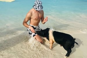 Nassau: Swimming Pigs, Turtles, Snorkel & Lunch