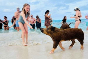 Nassau: Swimming Pigs, Turtles, Snorkel & Lunch
