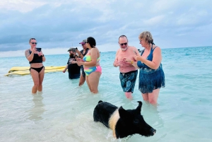 Nassau: Swimming Pigs, Turtles, Snorkel & Lunch