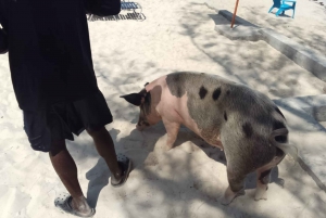 Nassau: Swimming with Pigs, Snorkeling, and Sightseeing Tour