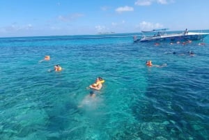 Nassau: Sikojen kanssa uiminen, snorklaus ja kiertoajelu.