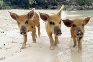 Nassau: il pacchetto completo per l'avventura definitiva negli sport acquatici