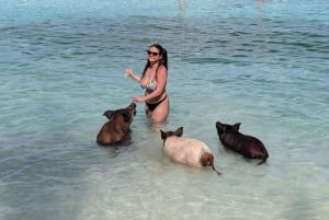Nassau: Trip to Pig Beach and 3 Snorkeling Stops with Lunch