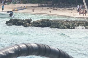 Nassau: Snorkeling, Pig Beach, Swim with Turtles, and Lunch
