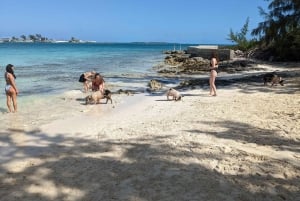 Nassau: Snorkling, Pig Beach, svømmetur med skilpadder og lunsj