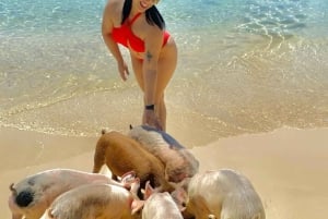 Nassau: Snorkling, Pig Beach, svømmetur med skilpadder og lunsj