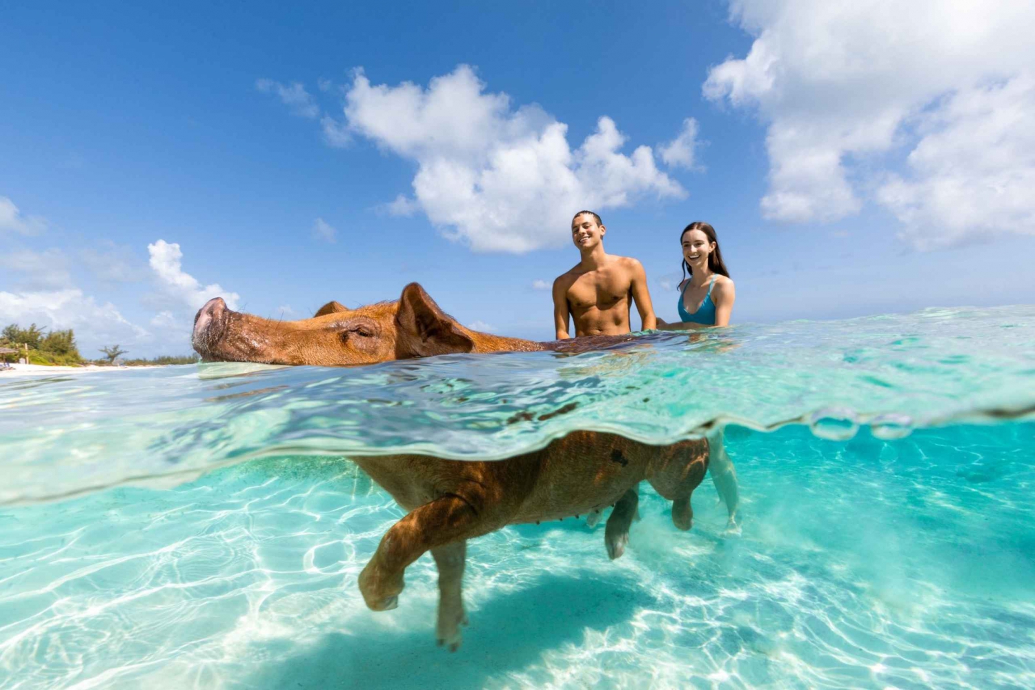 Paradise Island: Rose Island Tour mit Schwimmenden Schweinen & Mittagessen