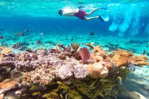 Pearl Island Beach: Snorkling med lunch