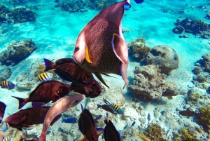 Pearl Island Beach: Full-day Snorkelling with Lunch