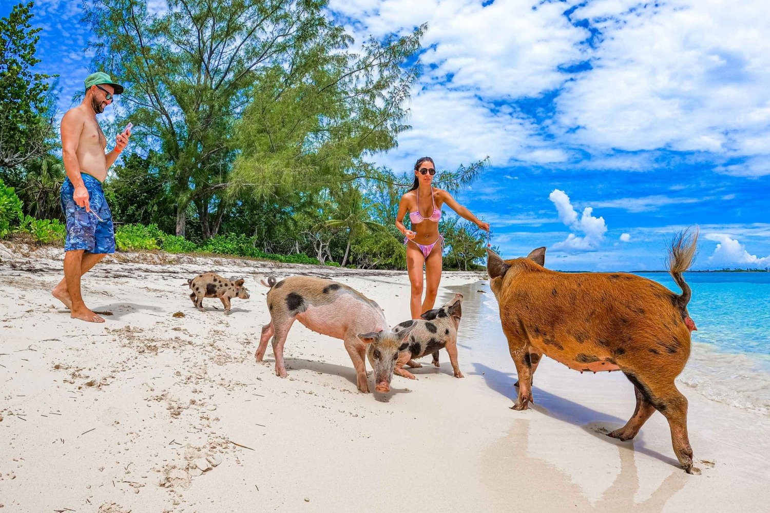 Pearl Island: Pigs Beach med frokost